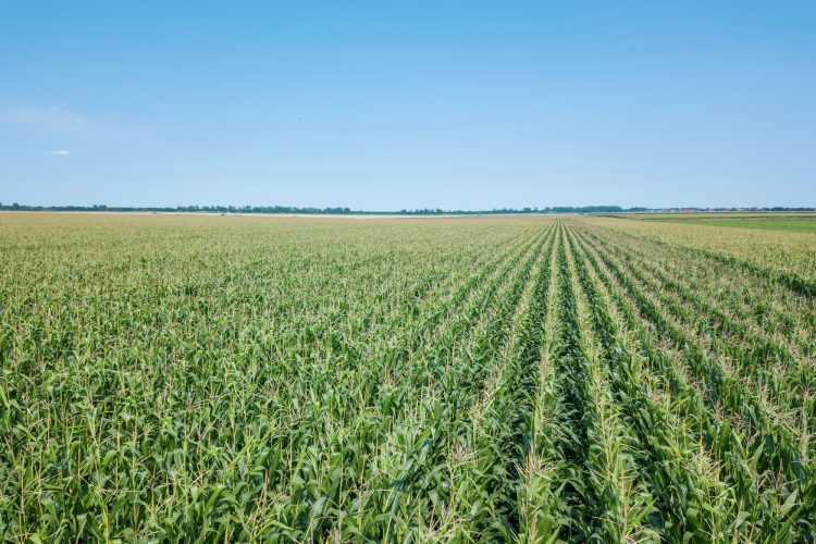 Tecnologia e inteligência de dados fortalecem agricultura diante de desafios climáticos