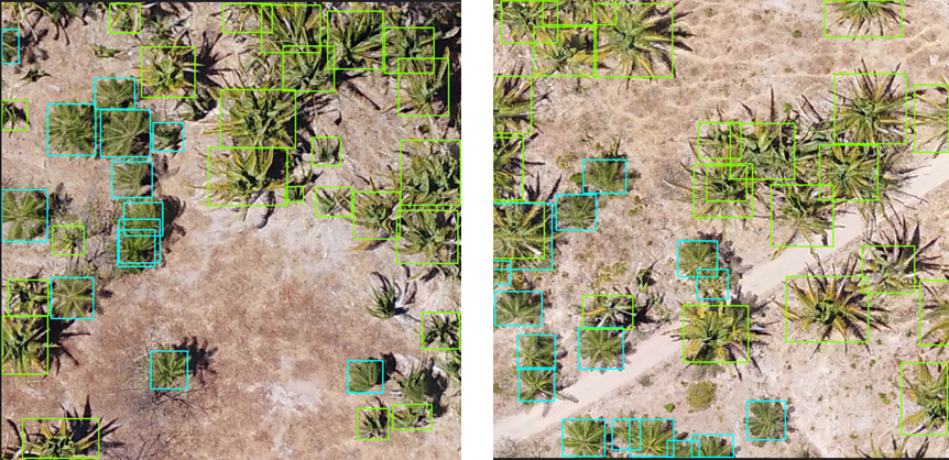 Embrapa desenvolve software para identificar plantas de macaúba e babaçu