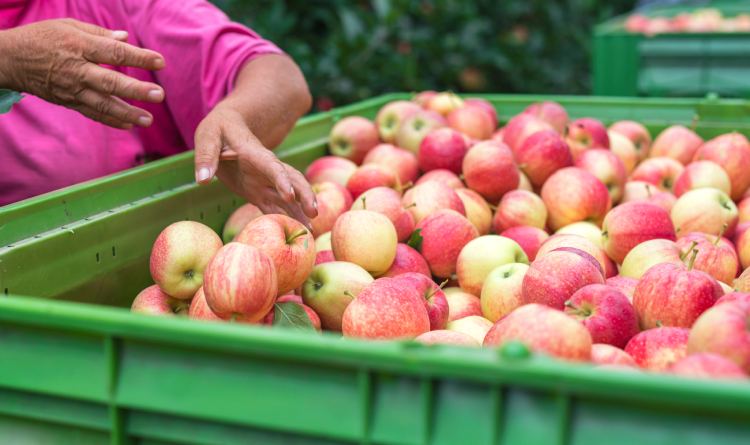 Blockchain está mudando a rota dos alimentos do campo à mesa