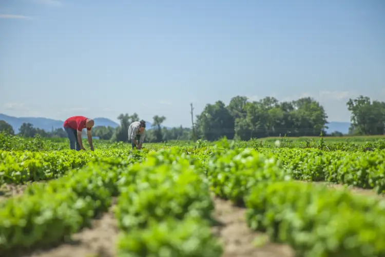 agronoma-destaca-tendencias-e-desafios-para-o-agronegocio-nos-proximos-anos