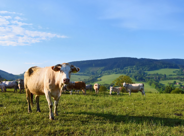 IoT no agro permite economia de até 70% nas emissões de CO? por animal, mostra FIA Business School
